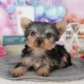 ヨークシャーテリア【千葉県・女の子・2025年10月14日・スティールブルー&タン】の写真9「可愛い子犬ちゃんに会いに来ませんか？😊私たちが素敵なご縁をお繋ぎいたします💖」