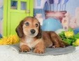 カニンヘンダックスフンド(ロング)【千葉県・男の子・2025年5月1日・シェーデッドレッド】の写真9「可愛い子犬ちゃんに会いに来ませんか？😊私たちが素敵なご縁をお繋ぎいたします💖」