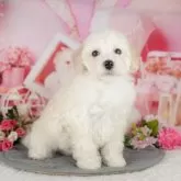 トイプードル(トイ)【千葉県・女の子・2025年4月25日・クリーム】の写真8「可愛い子犬ちゃんに会いに来ませんか？😊私たちが素敵なご縁をお繋ぎいたします💖」