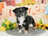 チワワ(ロング)【千葉県・女の子・2025年3月31日・ブラック&ホワイト】の写真9「可愛い子犬ちゃんに会いに来ませんか？😊私たちが素敵なご縁をお繋ぎいたします💖」