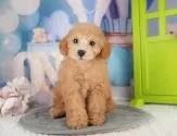 トイプードル(トイ)【千葉県・女の子・2025年7月14日・アプリコット】の写真9「可愛い子犬ちゃんに会いに来ませんか？😊私たちが素敵なご縁をお繋ぎいたします💖」