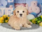 マルプー(マルチーズ×トイプードル)【千葉県・男の子・2025年9月19日・アプリコット】の写真9「可愛い子犬ちゃんに会いに来ませんか？😊私たちが素敵なご縁をお繋ぎいたします💖」