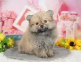 ポメラニアン【千葉県・女の子・2025年4月6日・オレンジ】の写真9「可愛い子犬ちゃんに会いに来ませんか？😊私たちが素敵なご縁をお繋ぎいたします💖」