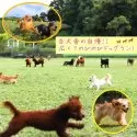 チワプー(チワワ×トイプードル)【千葉県・男の子・2024年11月2日・ブラックタン】の写真9「広々したドッグランで毎日元気に遊んでいます🐶💛」