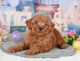 トイプードル(トイ)【千葉県・女の子・2025年4月1日・レッド】の写真9「可愛い子犬ちゃんに会いに来ませんか？😊私たちが素敵なご縁をお繋ぎいたします💖」