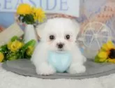 マルチーズ【千葉県・男の子・2025年5月26日・ホワイト】の写真8「可愛い子犬ちゃんに会いに来ませんか？😊私たちが素敵なご縁をお繋ぎいたします💖」
