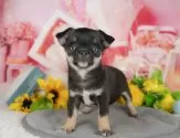 チワワ(スムース)【千葉県・男の子・2025年4月20日・ブラック&タン】の写真9「可愛い子犬ちゃんに会いに来ませんか？😊私たちが素敵なご縁をお繋ぎいたします💖」