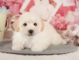 トイプードル(トイ)【千葉県・男の子・2025年7月28日・クリーム】の写真9「可愛い子犬ちゃんに会いに来ませんか？😊私たちが素敵なご縁をお繋ぎいたします💖」