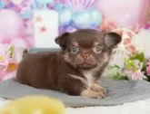 チワワ(ロング)【千葉県・女の子・2025年4月14日・チョコレートタン&ホワイト】の写真9「可愛い子犬ちゃんに会いに来ませんか？😊私たちが素敵なご縁をお繋ぎいたします💖」