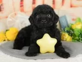 トイプードル(トイ)【千葉県・男の子・2025年2月22日・ブラック】の写真6「子ども連れでもOK！👧キッズスペースが有るので、ゆっくりわんちゃんの見学が可能です🐶」