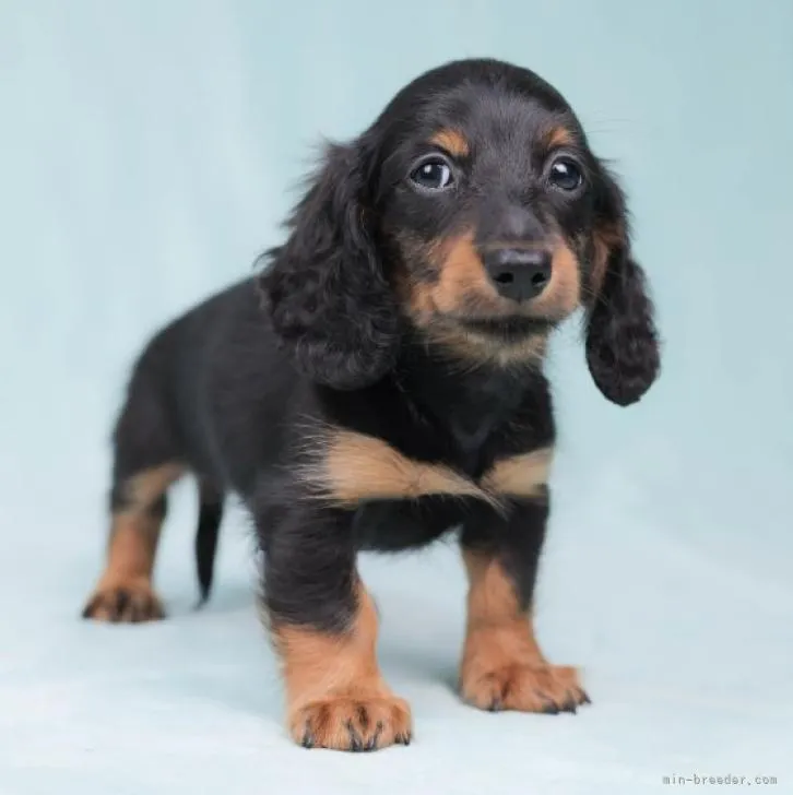 ID:2209-02643の子犬