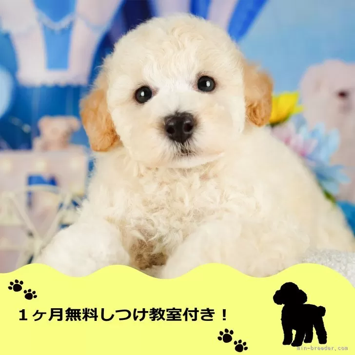 Y.K 様のお迎えした子犬