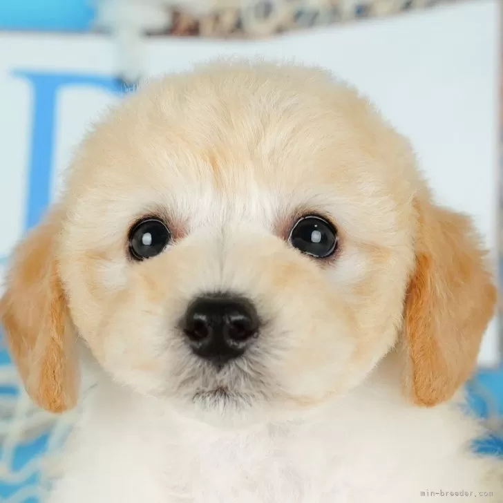ID:2408-04079の子犬