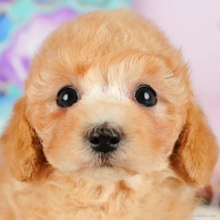 うみ 様のお迎えした子犬