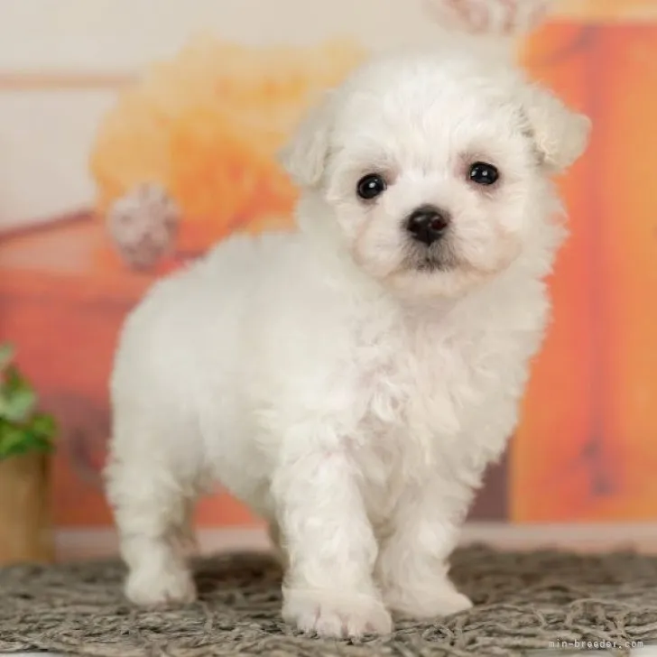 ID：2304-03706の子犬