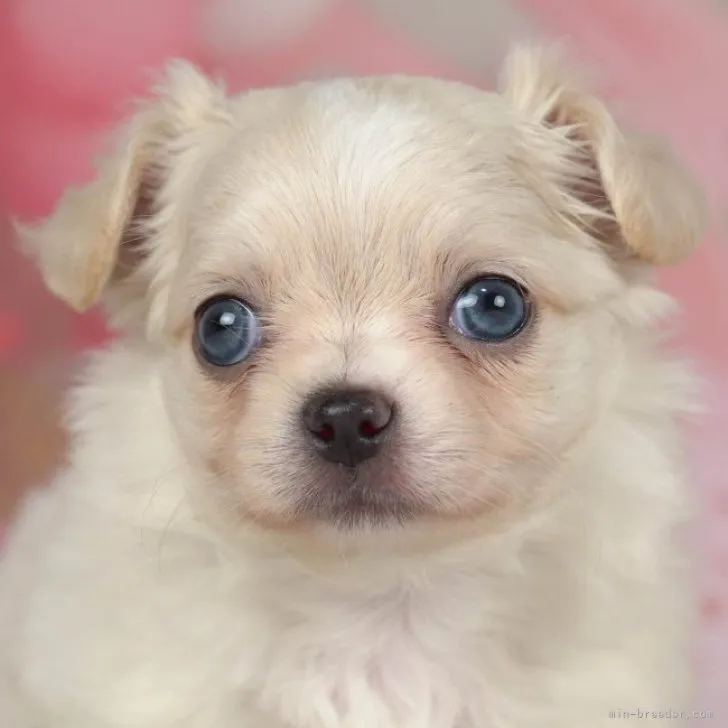 ID:2304-02153の子犬