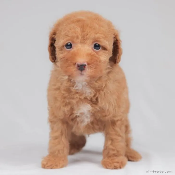 ID:2209-04922の子犬