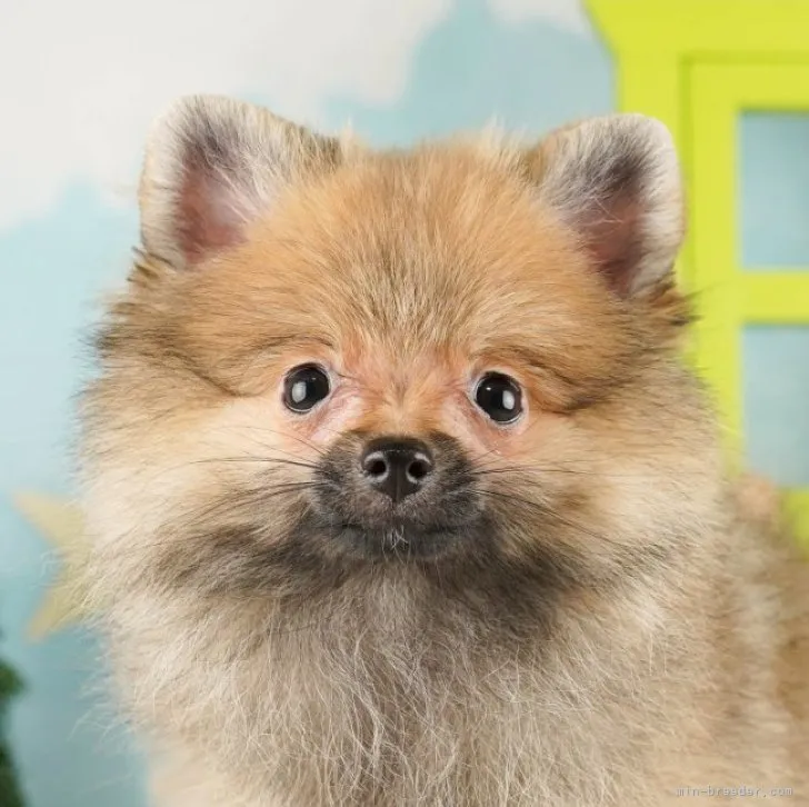 ID：2306-04343の子犬