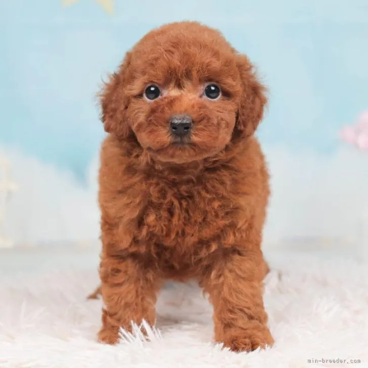ID:2210-03120の子犬