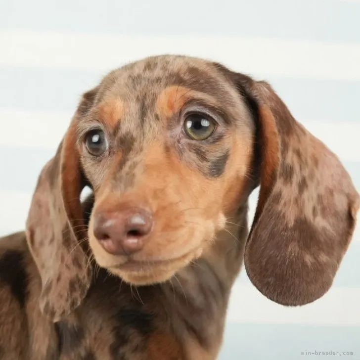 凛蔵 様のお迎えした子犬