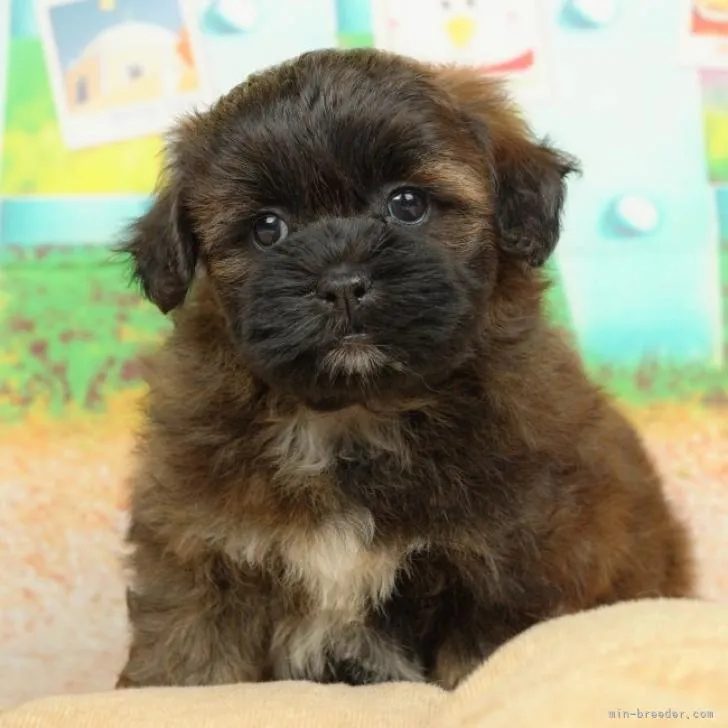 ID:2212-01279の子犬
