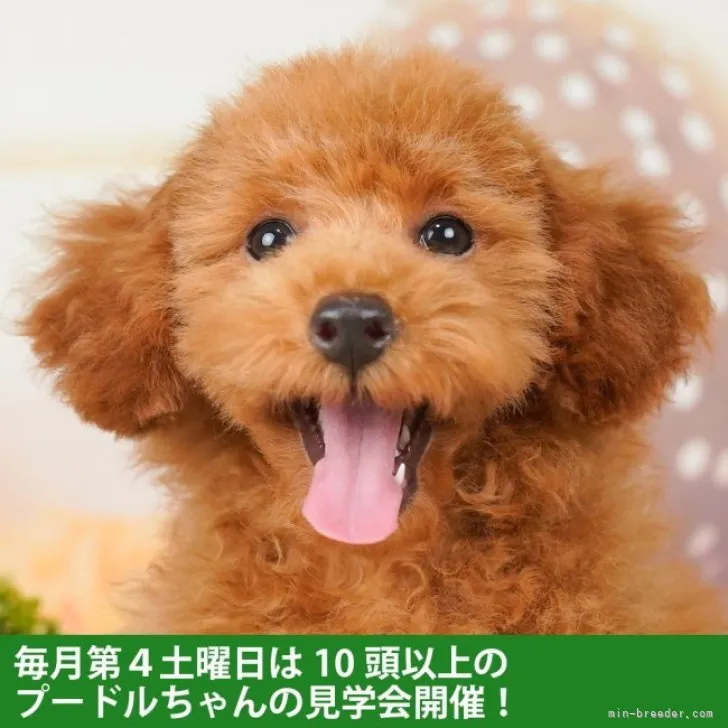 ID:2304-04483の子犬