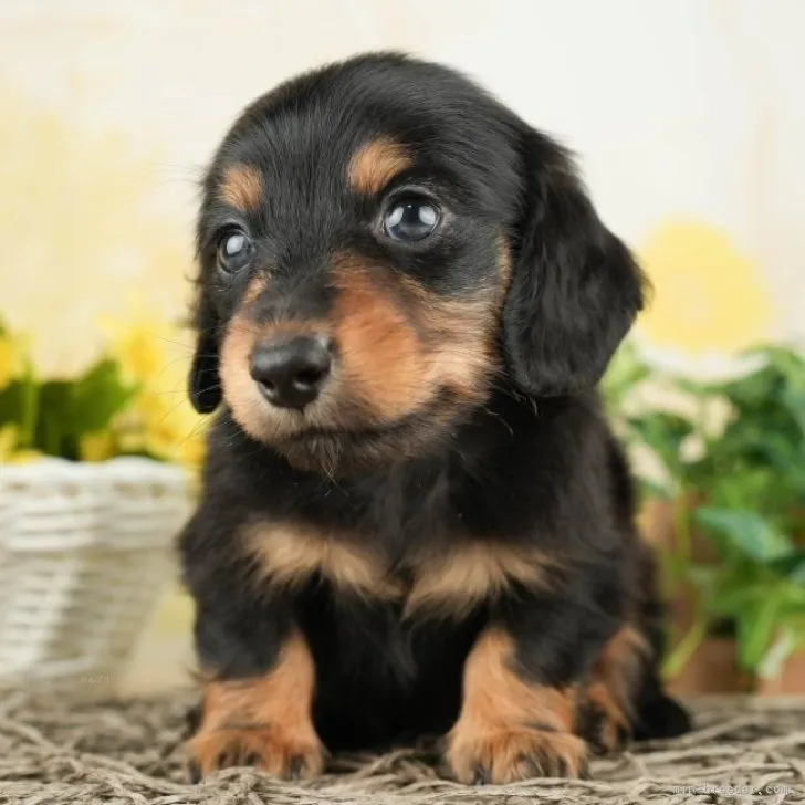 M.Y 様のお迎えした子犬