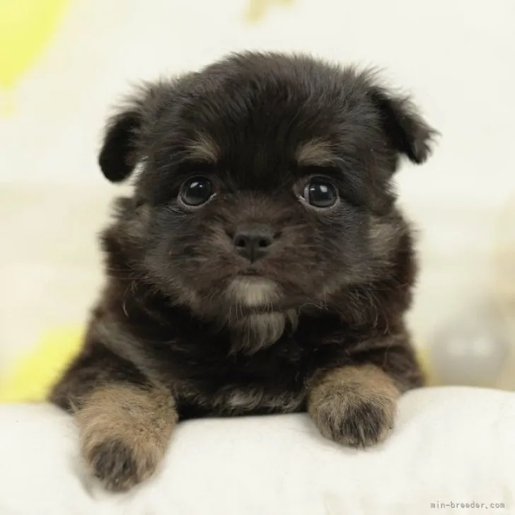 ID：2302-02568の子犬