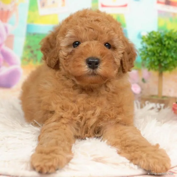 ID:2212-01320の子犬