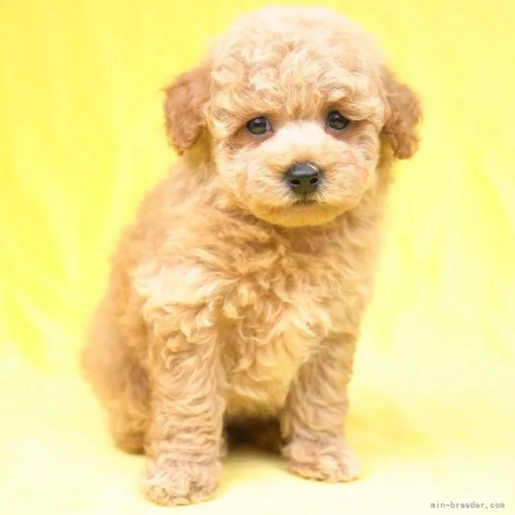 ID:2206-04518の子犬