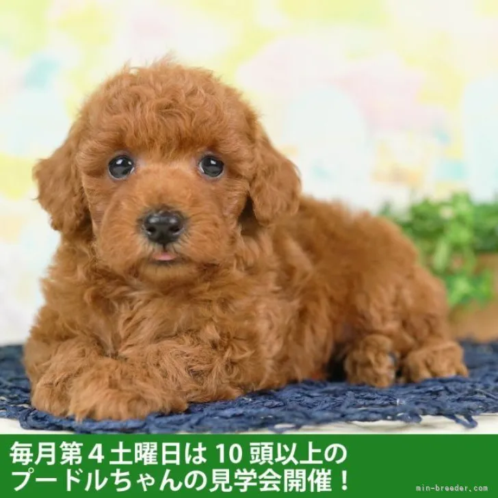 ID：2304-03091の子犬