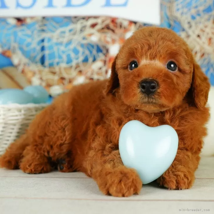 S.I 様のお迎えした子犬