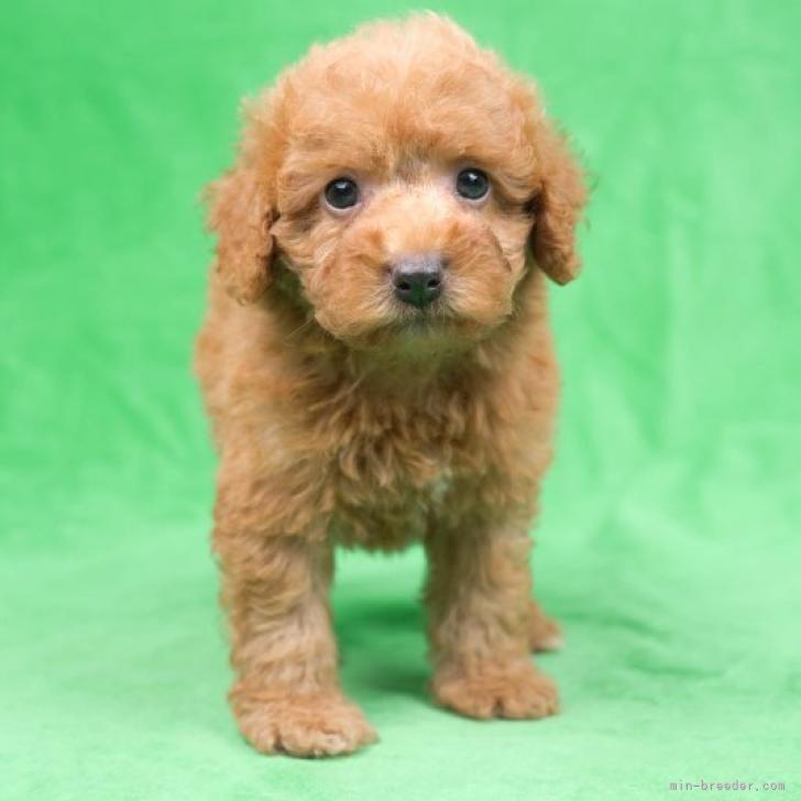 トイプードル 千葉県 男の子 22年5月14日 レッド 後ろ足 先のホワイトカラーがチャームポイント みんなのブリーダー 子犬id 26 トイプードル 千葉県 男の子 22年5月14日 レッド 後ろ足 先のホワイトカラーがチャームポイント みんなのブリーダー 子犬id 26