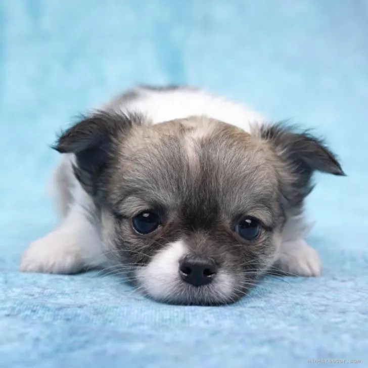 ID:2207-05139の子犬