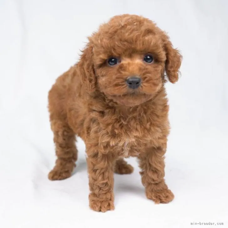 ID:2207-04935の子犬