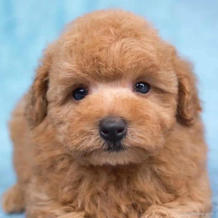 ID：2207-03773の子犬