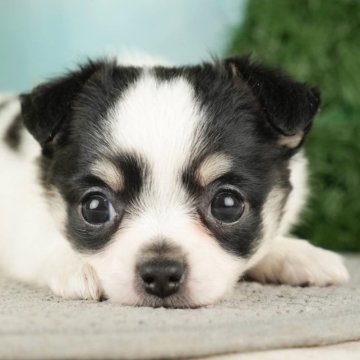 チワワ(ロング)【千葉県・女の子・2023年9月8日・ブラックタンホワイト】の写真「総額表示！好奇心旺盛な女の子♡」