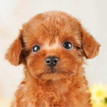 トイプードル(ティーカップ)【千葉県・女の子・2023年6月12日・レッド】の写真「総額表示！よちよち歩きがたまらない💖」
