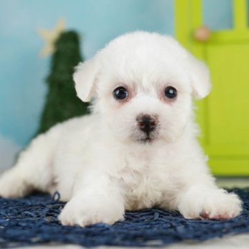 ビションフリーゼ【千葉県・男の子・2023年7月8日・ホワイト】の写真「総額表示！ひとが好きなかまって君♡」