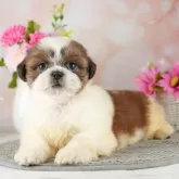 シーズー【千葉県・男の子・2024年3月21日・ゴールドホワイト】の写真1「(生後49日)」