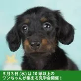 カニンヘンダックスフンド(ロング)【千葉県・女の子・2023年3月3日・ブラックタン】の写真1「4/13撮影（生後41日）」