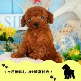トイプードル(トイ)【千葉県・女の子・2024年9月17日・レッド】の写真1「当日見学のお申込みも承っております🐶✨」