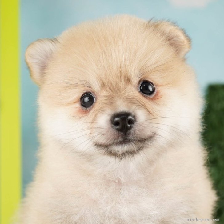 福袋セール】 DOG LIFE Color ホワイト」 ドッグライフ カラー ウォールステッカー カラー「ポメラニアン 犬 ウォールステッカー 愛犬家の皆様のためのステッカーです!インテリア 犬 壁 シール 犬ステッカー 犬 カラーウォールステッカー カラー ステッカー 犬 雑貨 インテリア シール ドッグステッカー ドッグ グッズ Wall Story ウォールストーリー