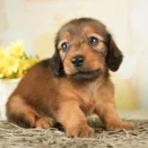 ミニチュアダックスフンド(ロング)【千葉県・女の子・2023年7月30日・シェーデッドレッド】の写真2「9/7撮影(生後39日)」