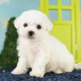 ビションフリーゼ【千葉県・女の子・2023年7月8日・ホワイト】の写真2「8/24撮影(生後47日)」