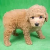 トイプードル(トイ)【千葉県・男の子・2022年5月18日・アプリコット】の写真3「6/30撮影(生後43日)」