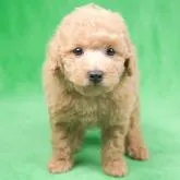 トイプードル(トイ)【千葉県・男の子・2022年5月18日・アプリコット】の写真4「6/30撮影(生後43日)」