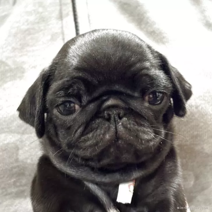 ID：2505-04164の子犬