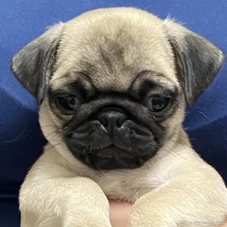 ID：2408-05082の子犬