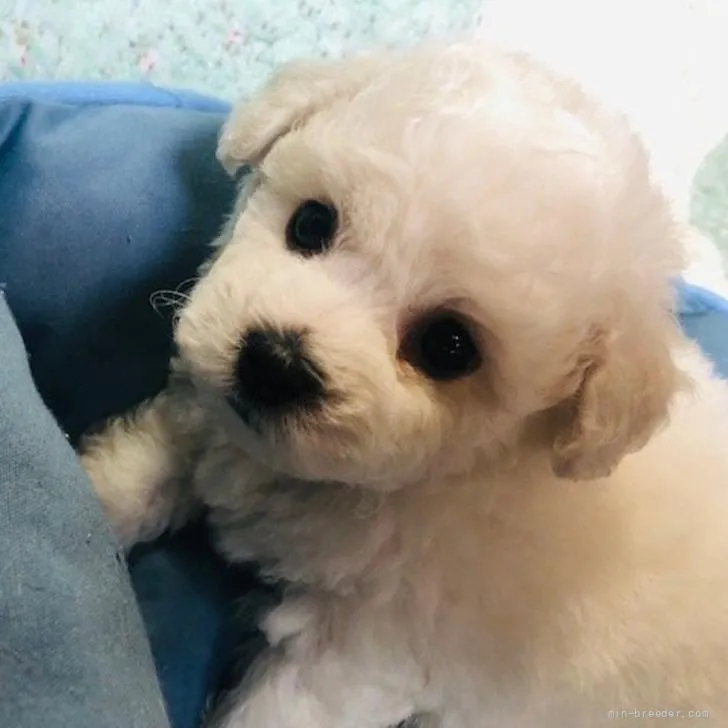 ID:2206-01567の子犬